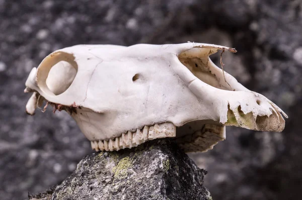 Paard schedel op een rots in de bergen — Stockfoto