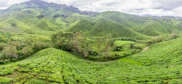 Çay plantasyon içinde parlak güneşli bir günde cameron Highlands, Malezya