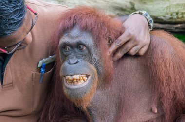 Hayvanat Bahçesi bekçisi gülümseyen erkek orangutan ile oynamak