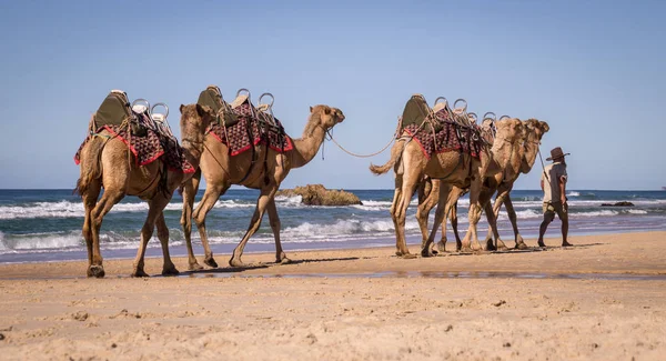 Toeristische gids wandelen kamelen op strand in Australië — Stockfoto