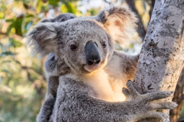 Vahşi Koala, manyetik Island, Avustralya