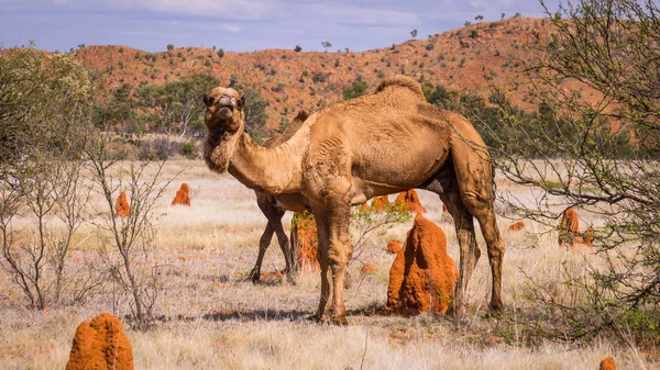 Avustralya outback içinde yabani deve — Stok fotoğraf