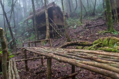 Cameron Highlands, Malezya yakınındaki ormanda Orang aslı Köyü