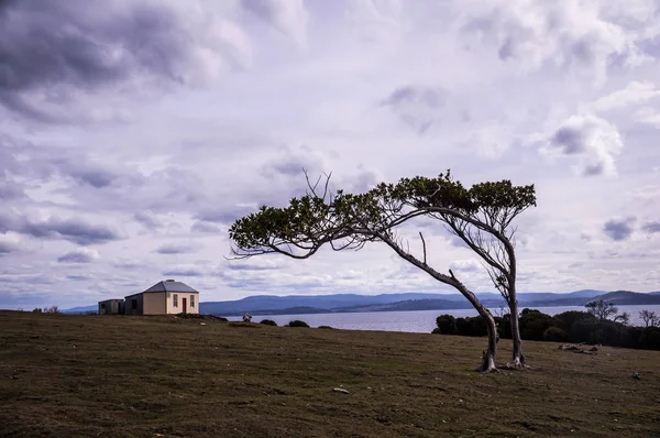 Casa con albero a Darlington sull'isola Maria, Tasmania, Australia — Foto Stock