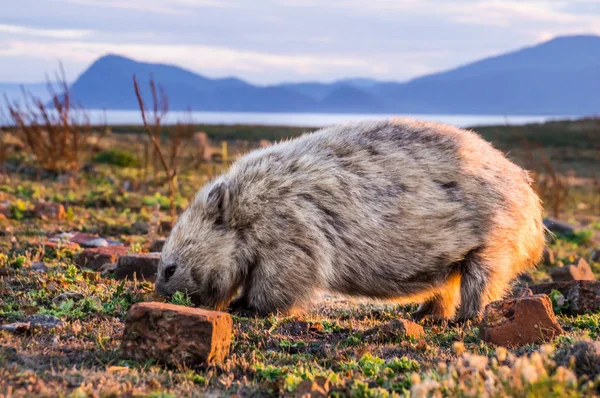 Australian Wombat at sunset — Stock Photo, Image