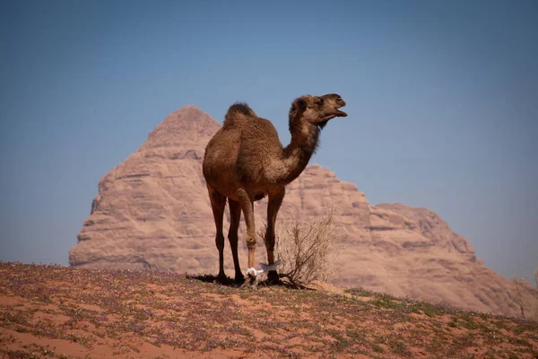 Camel équitation dans le désert de Wadi Rum, Jordanie — Photo