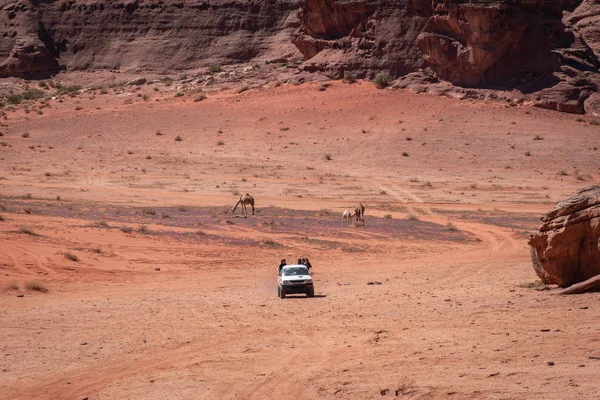 Vehículo todoterreno y camellos en Wadi Rum desert, Jordania — Foto de Stock