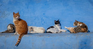 Stray cats in blue background in Chefchaouen, Morocco
