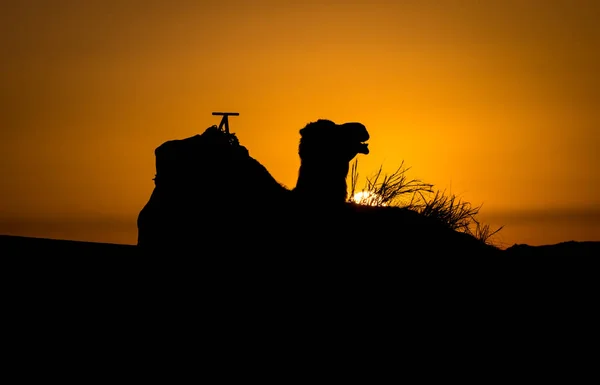 Camel silhouette at sunrise in Sahara, Merzouga, Morocco — 스톡 사진