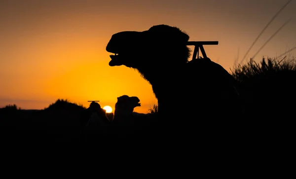 Camel silhouettes at sunrise in Sahara, Merzouga, Morocco — Stok fotoğraf