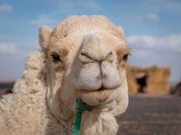 Teve pózol a kamera, Merzouga, Marokkó — Stock Fotó