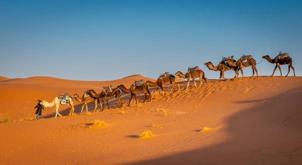 Berber en kudde kamelen in de Sahara bij zonsopgang, Merzouga, Marokko — Stockfoto