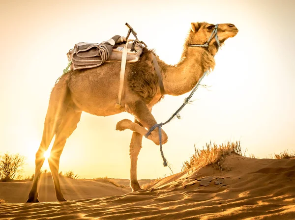 Camel at Sahara desert during sunrise, Merzouga, Morocco — Stok fotoğraf