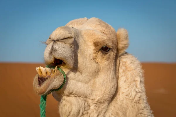 Camello divertido en el desierto del sahara, Merzouga, Marruecos —  Fotos de Stock