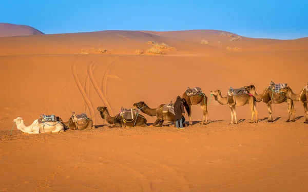 Manada de camelos e guia berbere, Merzouga, Marrocos — Fotografia de Stock