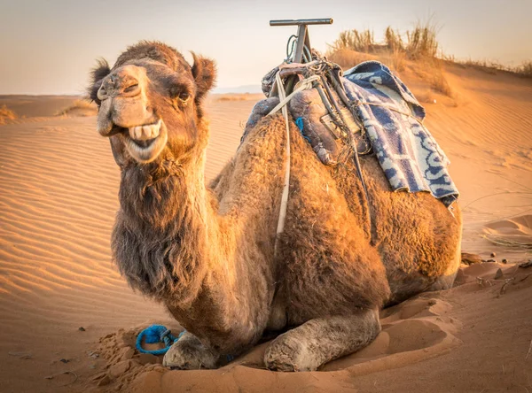 Vicces teve a szaharában, Merzouga, Marokkó — Stock Fotó