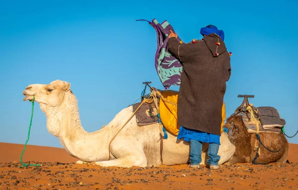 Camel with Berber Guide in Sahara, Merzouga, Morocco — Stok fotoğraf