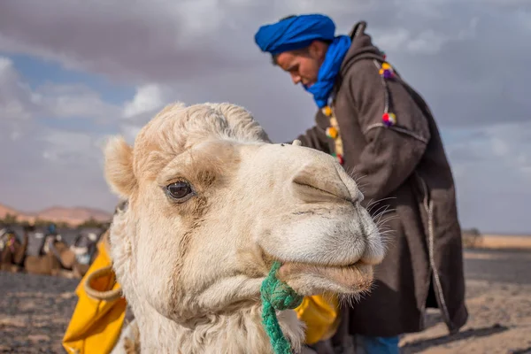 Kameel met Berber Gids in Sahara, Merzouga, Marokko — Stockfoto