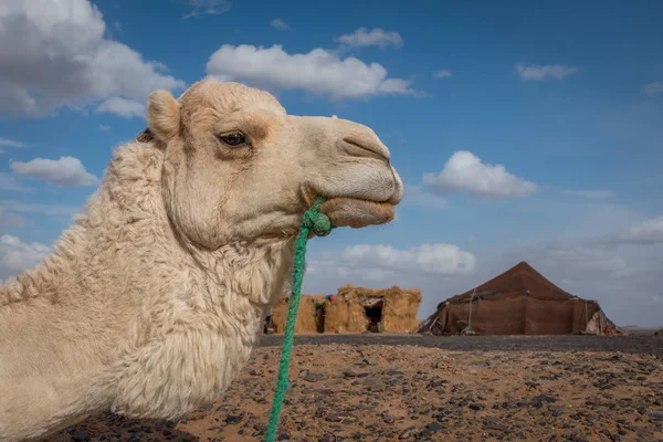 Teve pózol a kamera, Merzouga, Marokkó — Stock Fotó