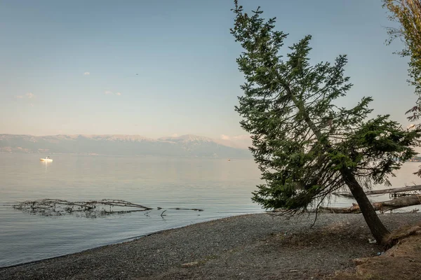 Pino inclinado, Lago Ohrid, Macedonia —  Fotos de Stock
