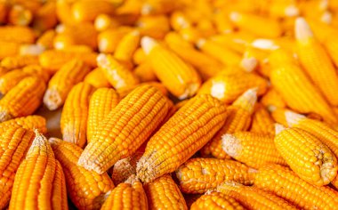 Raw sweet yellow corn, local market