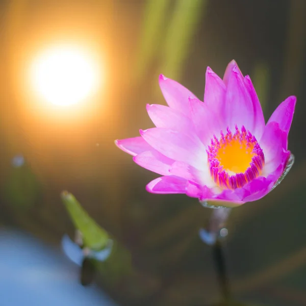 Lotus flower in pond. — Stock Photo, Image