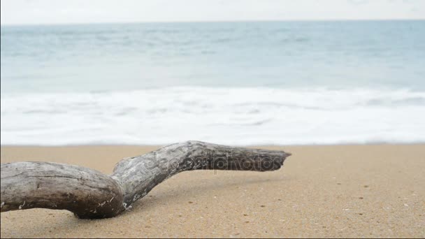 Madeira de tronco na praia . — Vídeo de Stock