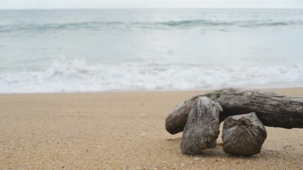 Baumstamm am Strand. — Stockvideo