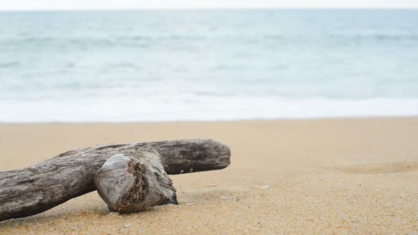 原木木材在海滩上. — 图库视频影像