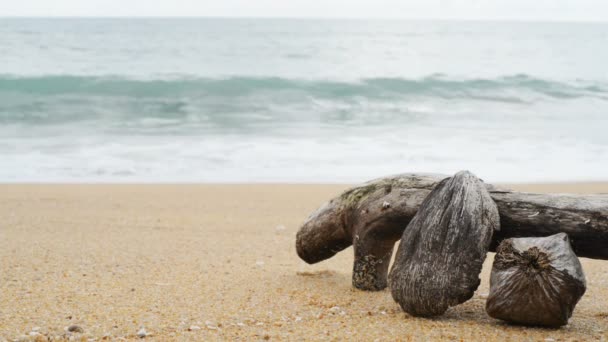 Log hout op het strand. — Stockvideo