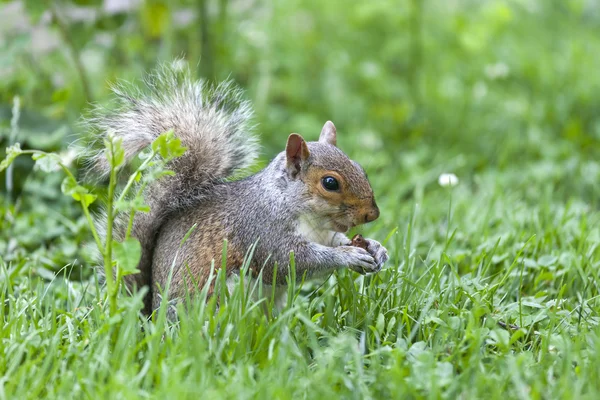 Schattig eekhoorn in het park Rechtenvrije Stockfoto's