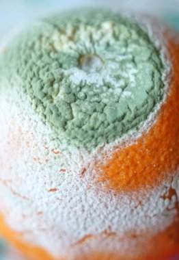 Kapalı portakalda küf.