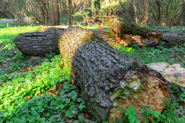 Orman kesme ağaç ve yeşil pantolon ve yeşillik ile