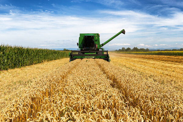 Harvesting wheat harvester on a sunny summer day