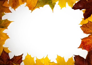 Sonbahar düşen akçaağaç yaprakları beyaz arkaplanda izole edilmiş