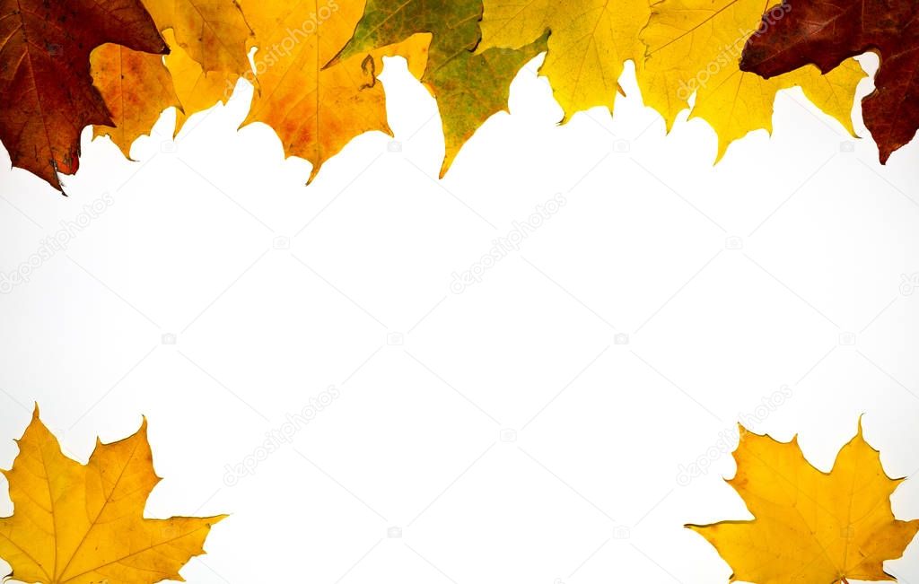 Abstract autumnal background with flying maple leaves. Fall seas