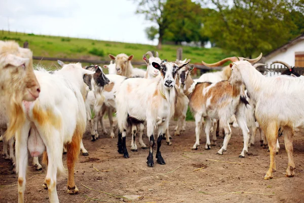 Muitas cabras na fazenda — Fotografia de Stock
