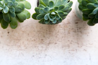 Beyaz masa üzerinde sulu bitkilerin satır yukarıdan izlendi