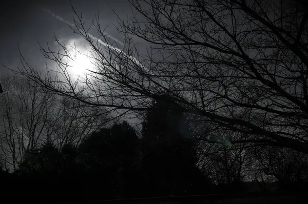 Night Scene Bright Moonlit Night — Stock Photo, Image