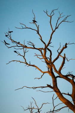 Kuşlar bir ağacındaki bir dalı toplandı