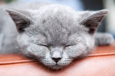 Sevimli uyuyan kedi dinlenme ve rahatlatıcı, kedi hayvan