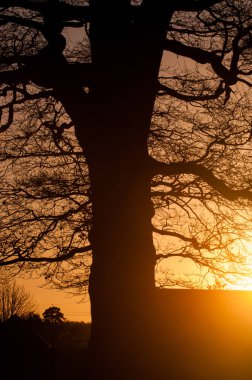 gün batımı arka plan ağaç siluet