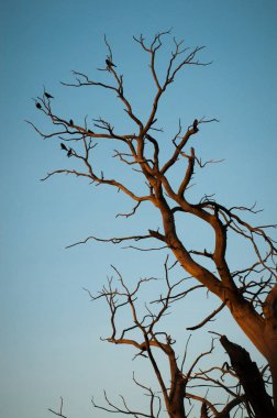 Kuşlar bir ağacındaki bir dalı toplandı