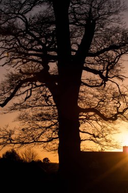 gün batımı arka plan ağaç siluet