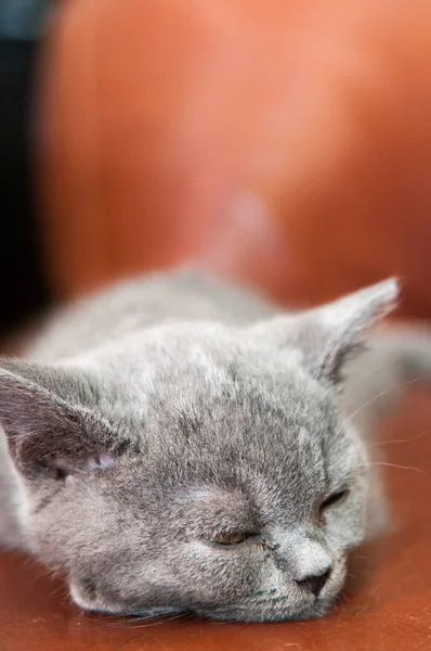 Sevimli uyuyan kedi dinlenme ve rahatlatıcı, kedi hayvan