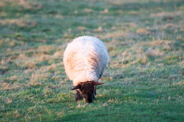 Sheep in a field — Stock Photo, Image