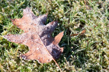 belgili tanımlık yer ile buzlu don dondurulmuş yapraklarda