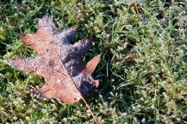 belgili tanımlık yer ile buzlu don dondurulmuş yapraklarda