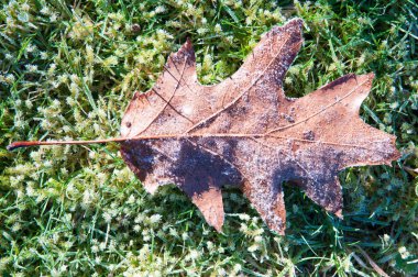 belgili tanımlık yer ile buzlu don dondurulmuş yapraklarda