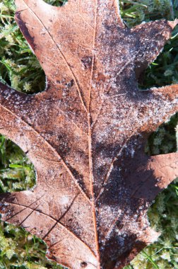 belgili tanımlık yer ile buzlu don dondurulmuş yapraklarda